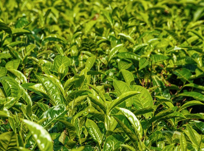 thực phẩm chống nắng từ bên trong